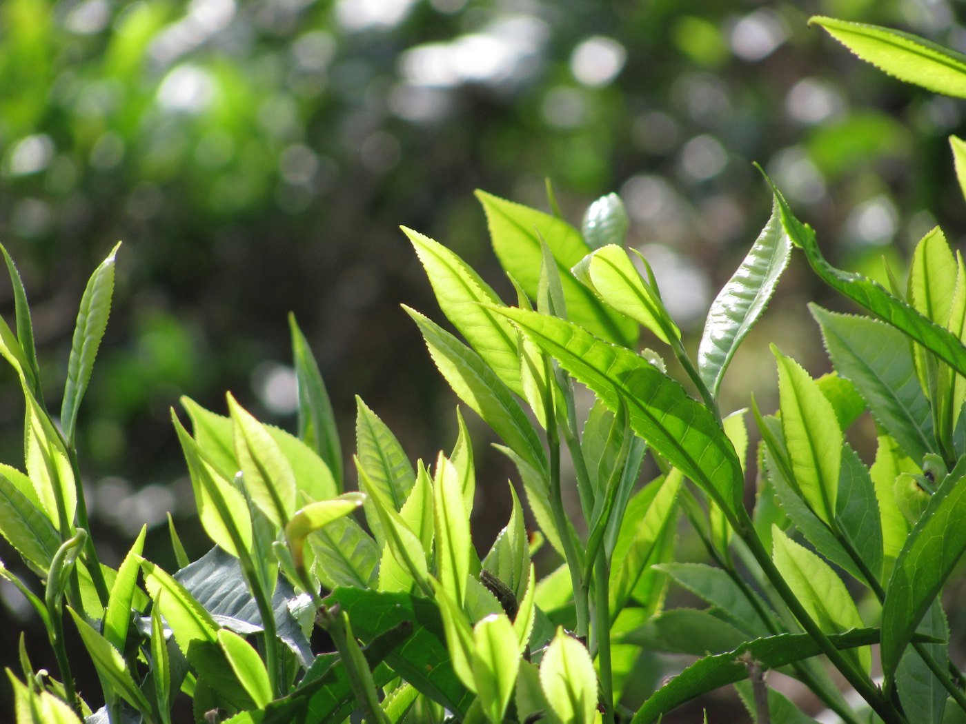 Green leaves in the sun